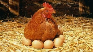 Курятник из сэндвич-панелей – отличное решение для сельского хозяйства